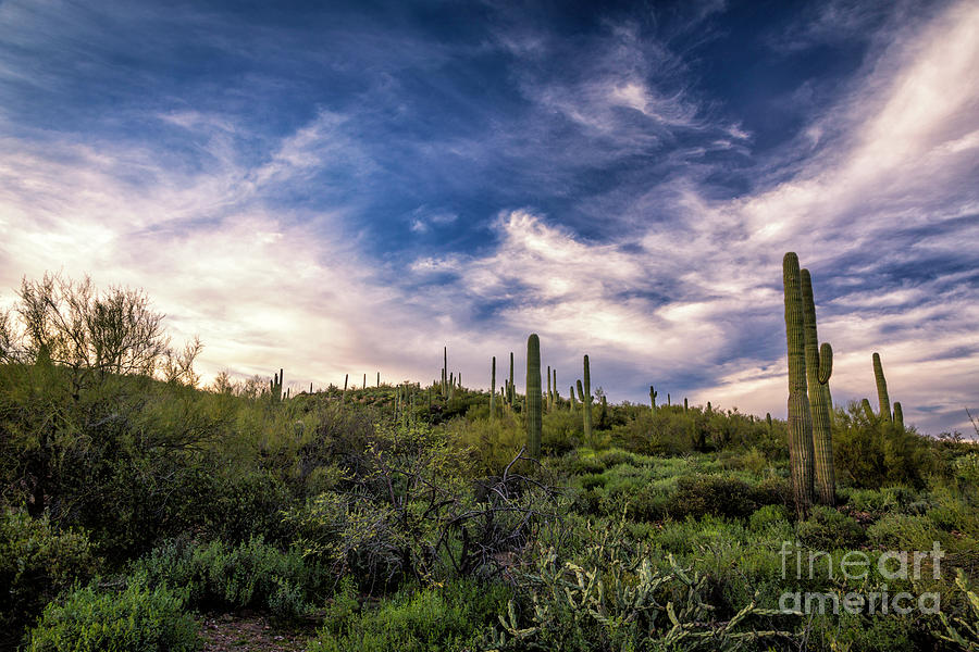 Saguaro Cactuses Photograph by Timothy Hacker