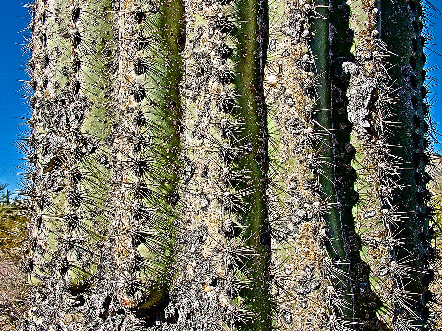 Saguaro Close-up in Organ Pipe Cactus National Monument-Arizona Photograph by Ruth Hager