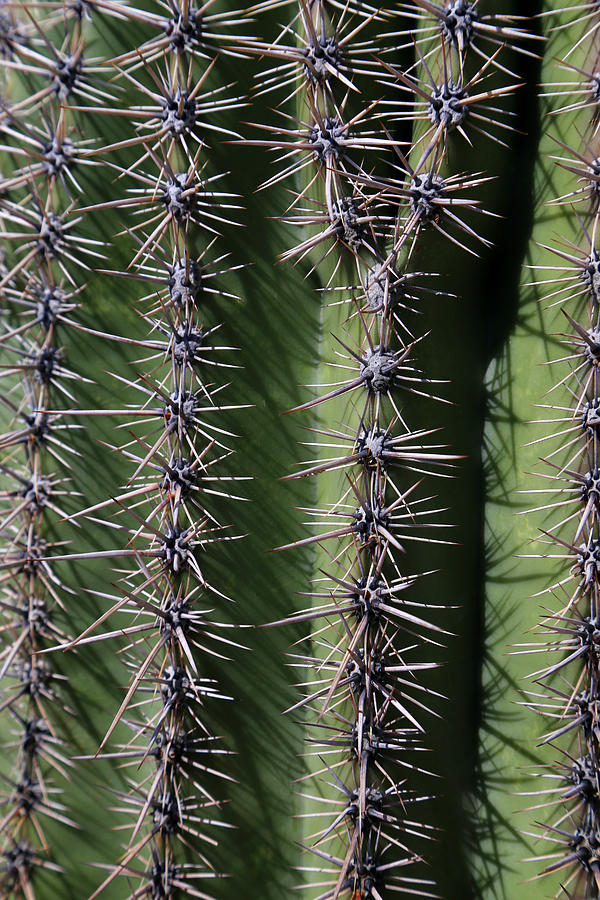 Saguaro Closeup Photograph by Mary Bedy