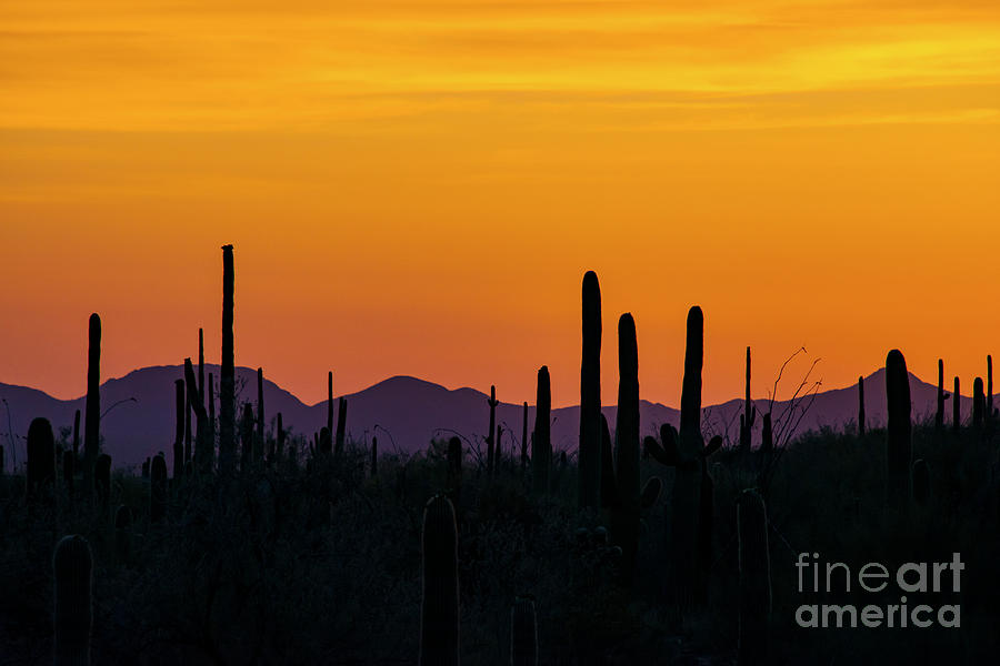 Saguaro Country Sunset Four Photograph by Bob Phillips