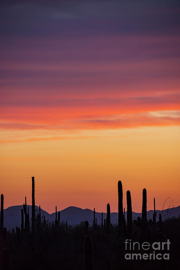 Saguaro Country Sunset Two Photograph by Bob Phillips