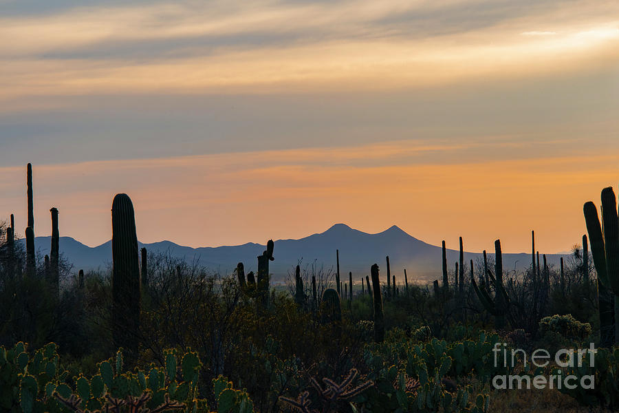 Saguaro Country Sunset Seven Photograph by Bob Phillips