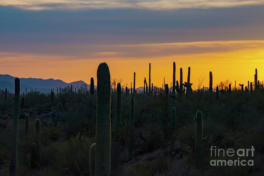 Saguaro Country Sunset Six Photograph by Bob Phillips