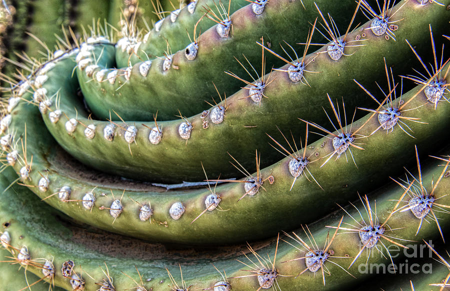 Saguaro Twist Photograph by Lisa Manifold