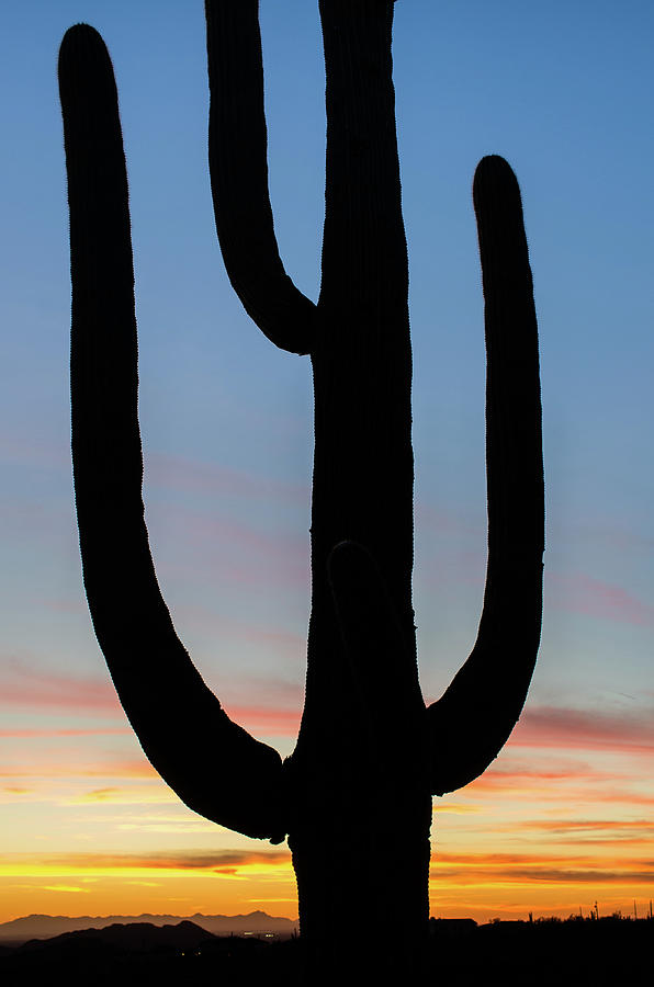 Saguaro Dawn Photograph by Greg Nyquist