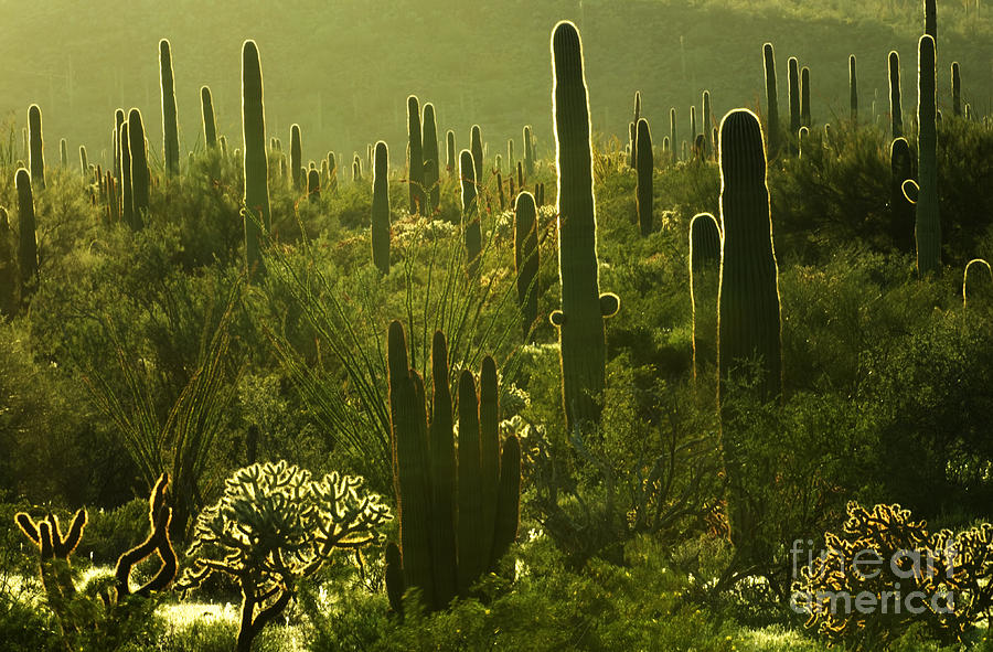 Nature Photograph - Saguaro Desert Landscape by Bob Christopher