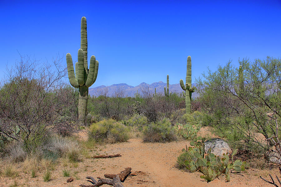 Saguaro Desert Scene Photograph