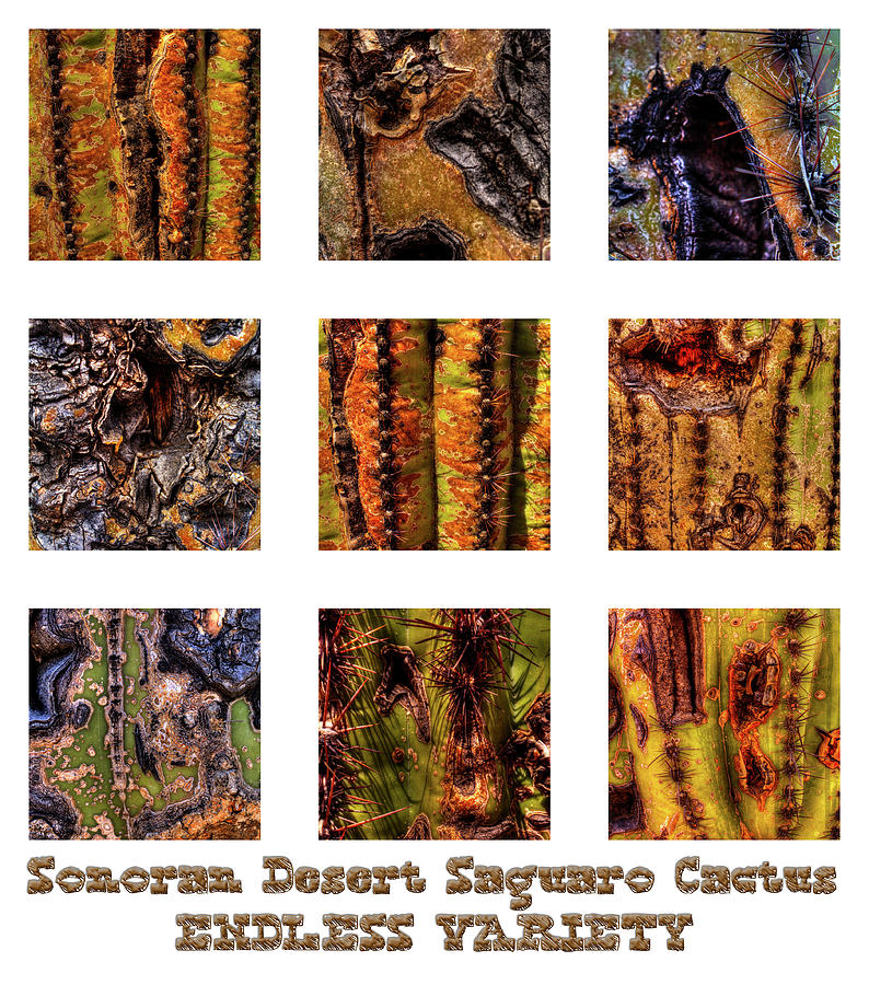 Saguaro Detail ENDLESS VARIETY Photograph by Roger Passman