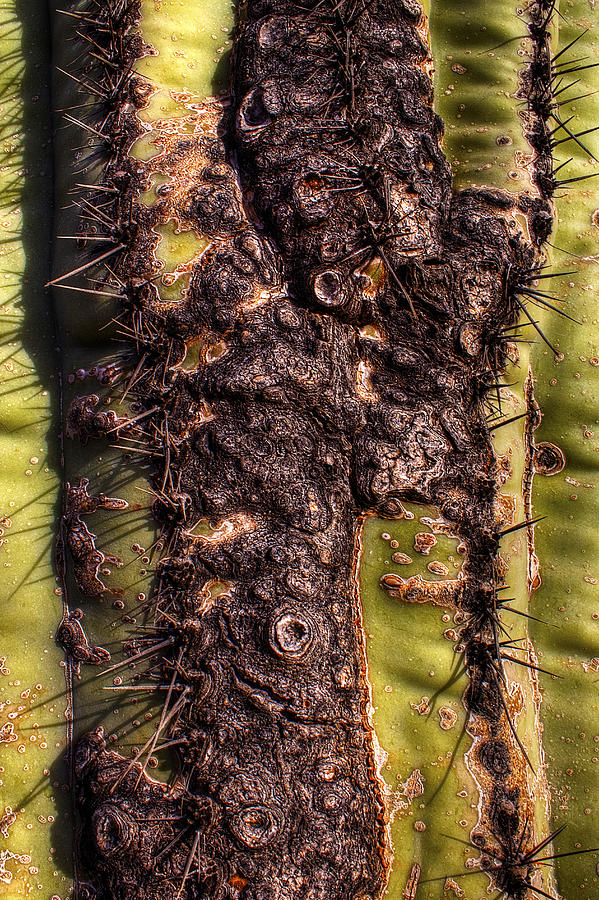 Saguaro Detail No. 17 Photograph by Roger Passman