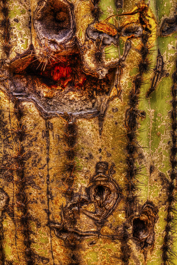 Saguaro Detail No. 18 Photograph by Roger Passman