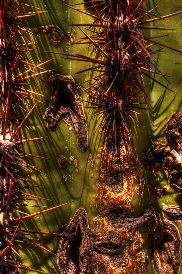 Saguaro Detail No. 21 Photograph by Roger Passman