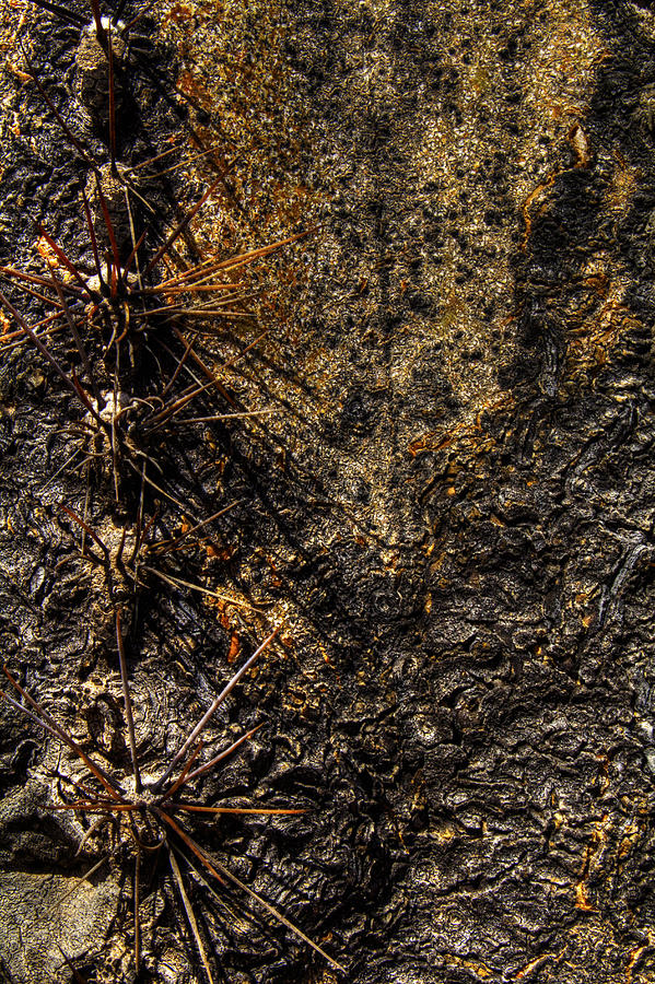 Abstract Photograph - Saguaro Detail No. 22 by Roger Passman