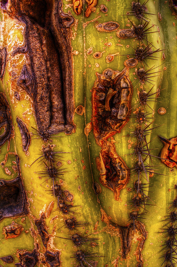 Saguaro Detail No. 24 Photograph by Roger Passman