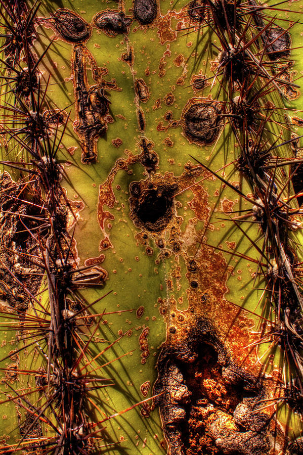 Saguaro Detail No. 25 Photograph by Roger Passman