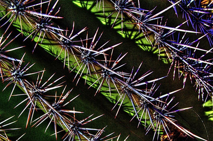 Saguaro Detail No. 28 Photograph by Roger Passman