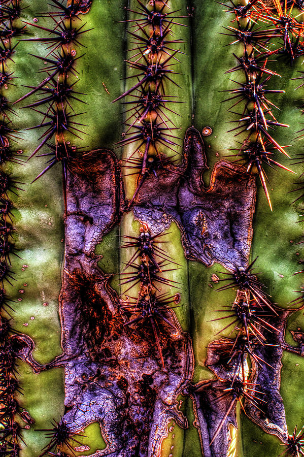 Saguaro Detail No. 30 Photograph by Roger Passman