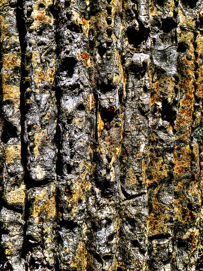 Saguaro Detail No. 5 Photograph by Roger Passman