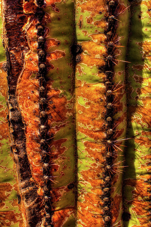 Saguaro Detail No. 6 Photograph by Roger Passman