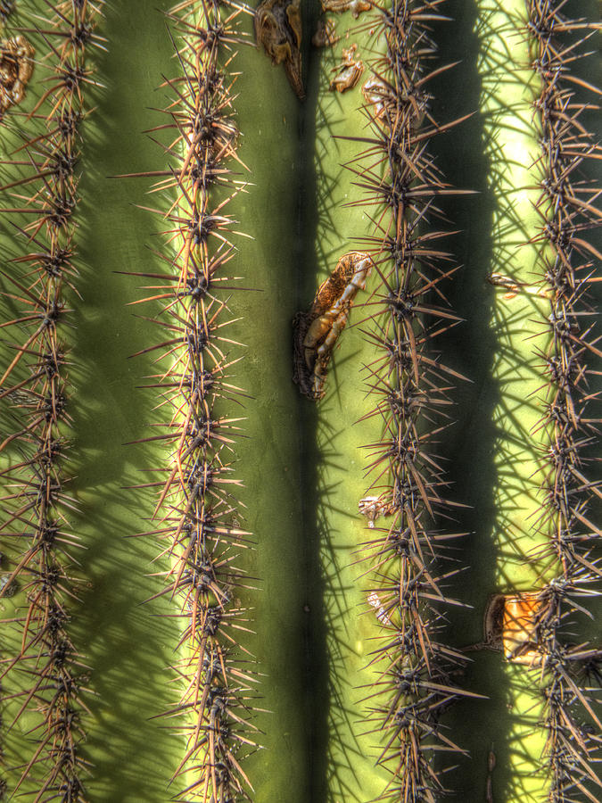Saguaro Detail No. 1 Photograph by Roger Passman