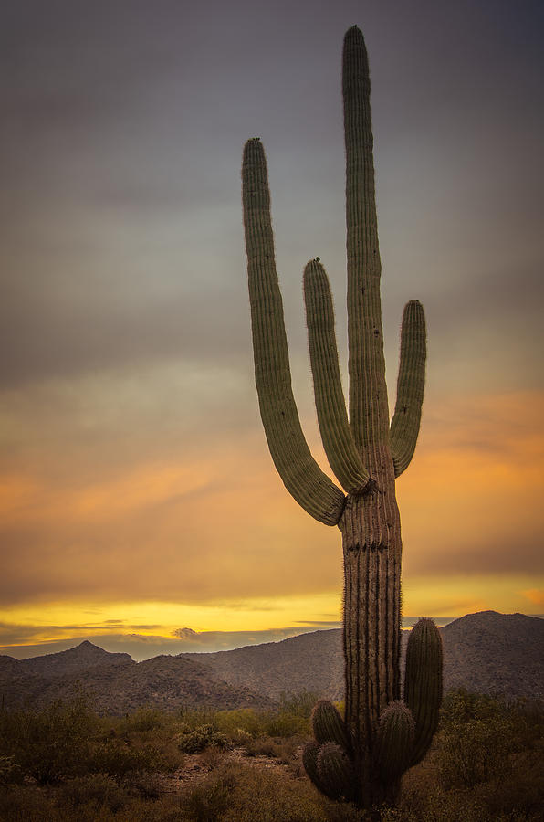 Saguaro Photograph by Don Schwartz