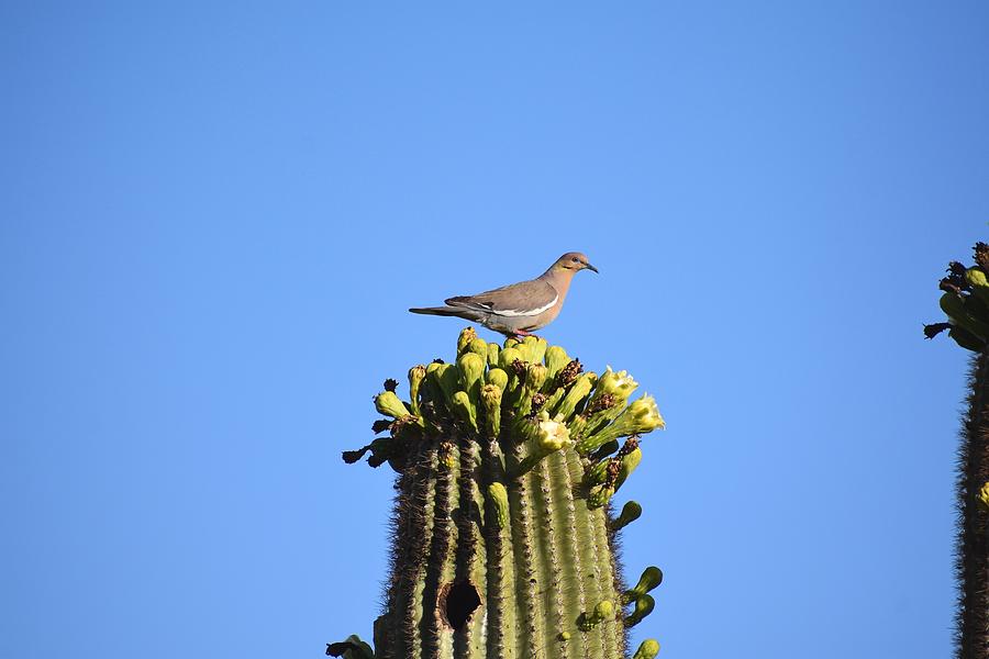 Saguaro Dove 1 Photograph by Nina Kindred