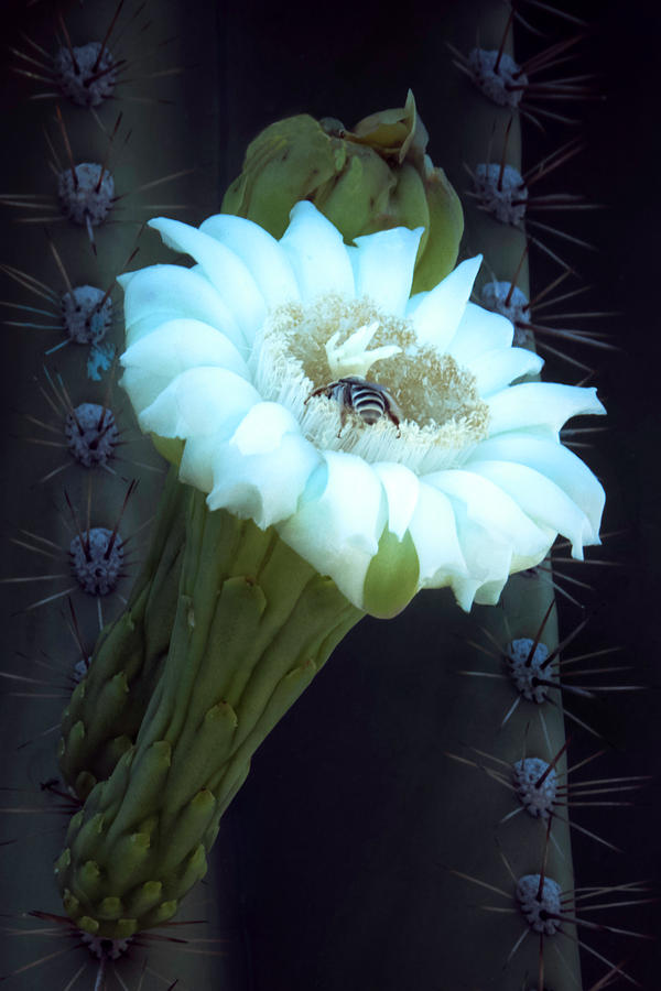Saguaro Flower Photograph by Mike Stephens