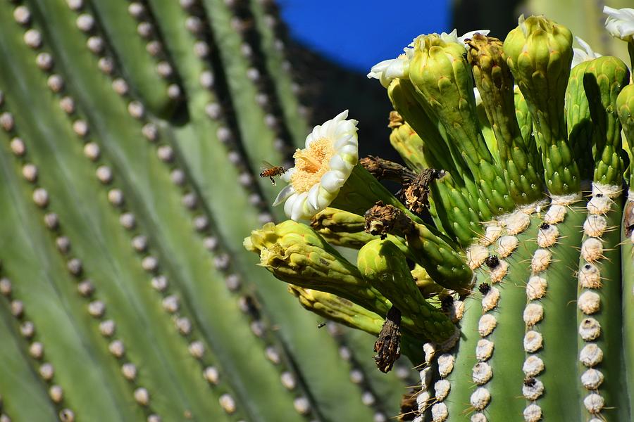Saguaro Flower with Bee 1 Photograph by Nina Kindred