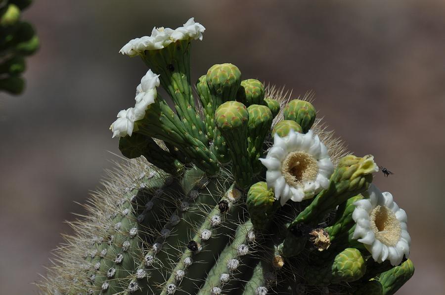 Saguaro Flower With Bee Photograph by Frank Madia