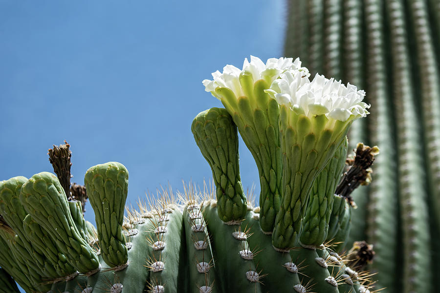 Saguaro Flowers Photograph by Dan McManus