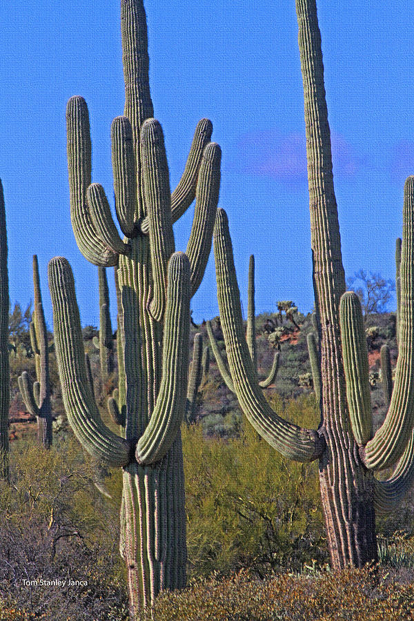 Saguaro Forest At Four Peaks Photograph by Tom Janca