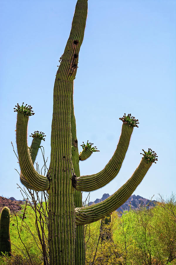 Saguaro Greeter v1819 Photograph by Mark Myhaver