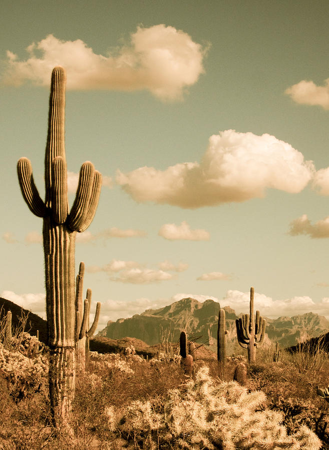 Saguaro High Photograph by Stacey May - Fine Art America