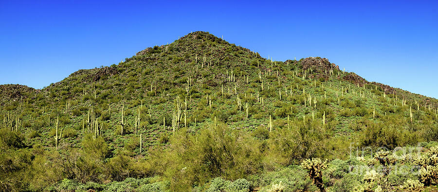 Saguaro Hillside Photograph by Robert Bales