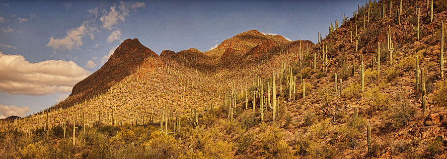 Saguaro Hillsides Text Photograph by Theo OConnor