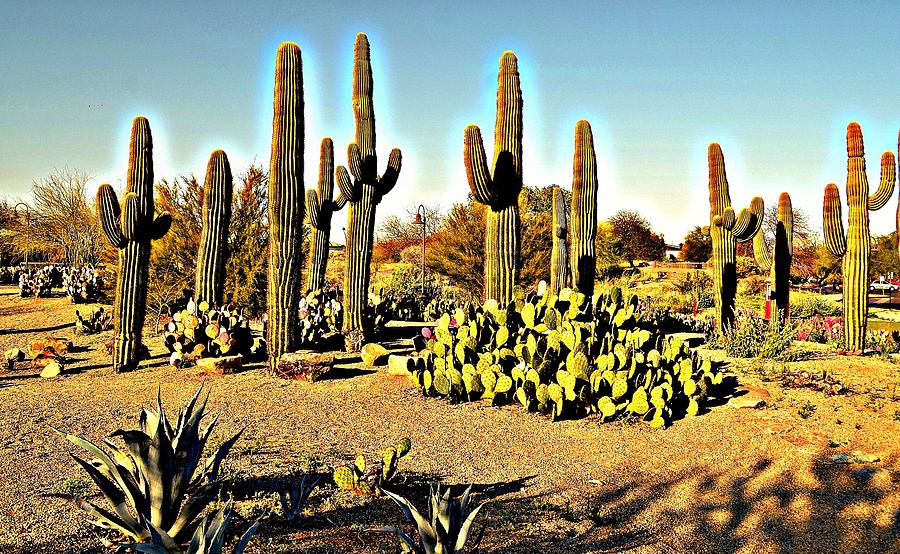 Saguaro Cactus Photograph - Saguaro Horizon by Sara Edens