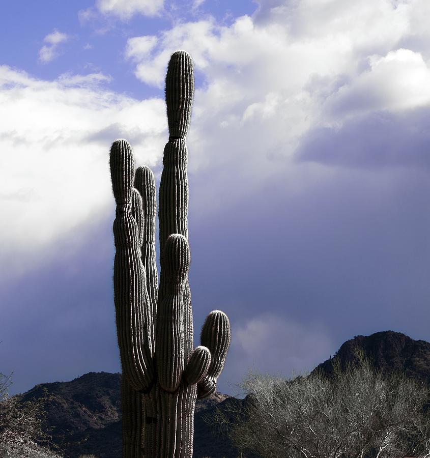 Saguaro In A Storm Of Lavender Photograph