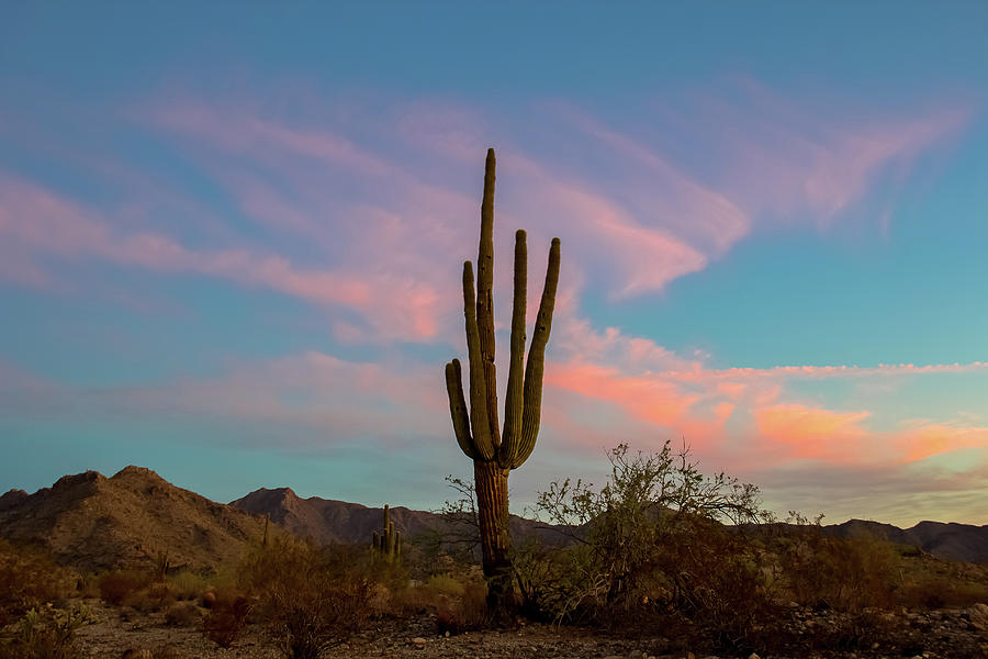 Sunset Photograph - Saguaro in Morning Light by Amy Sorvillo