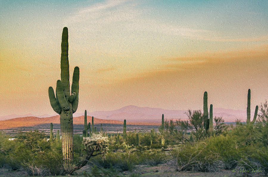 Saguaro in Oil Photograph by Mary Taylor - Fine Art America