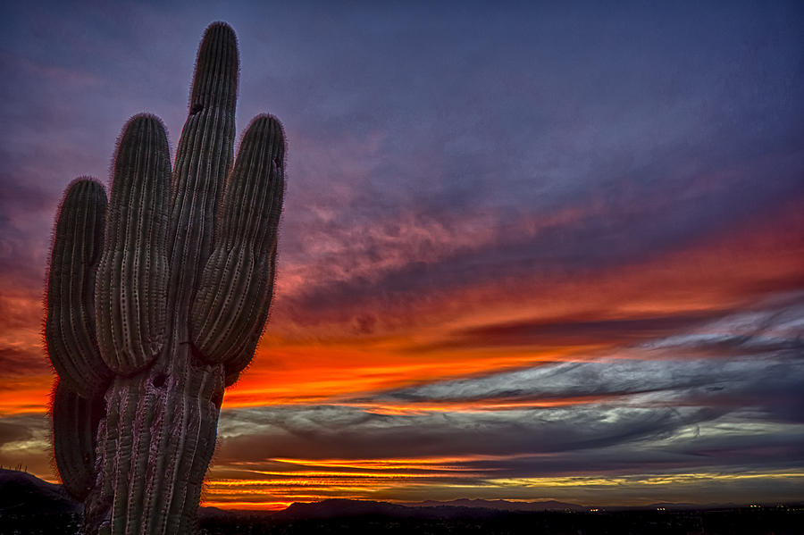 Saguaro King of the Southwest Deserts by Rusty Childress Saguaro King of the Southwest Deserts by Rusty Childress