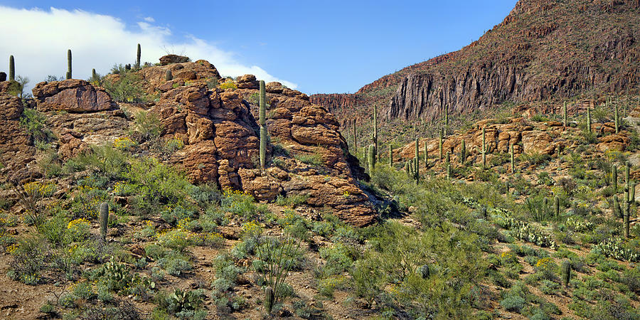 Saguaro Landscape - Arizona Photograph by Nikolyn McDonald