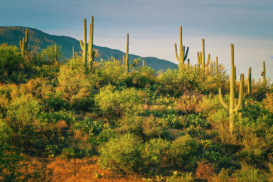Saguaro Landscape  Photograph by Sandra Selle Rodriguez