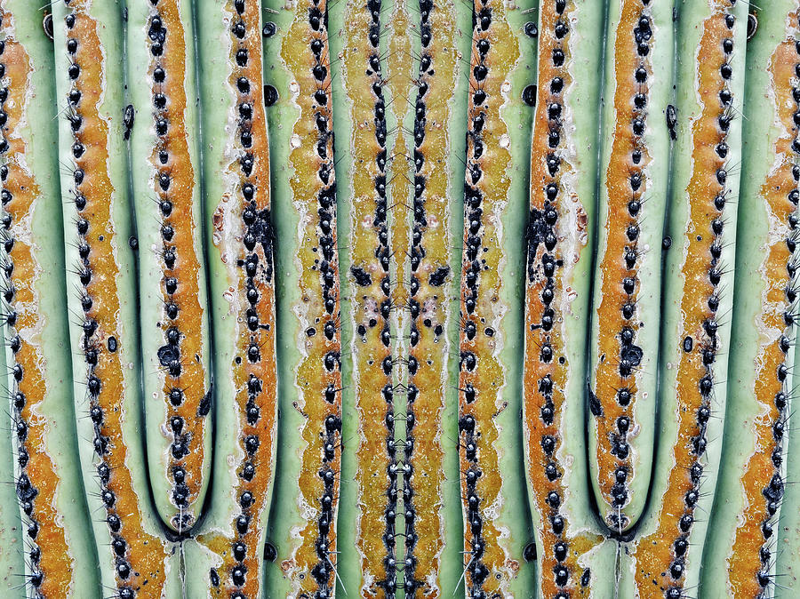 Saguaro Mirror Photograph by Kyle Hanson