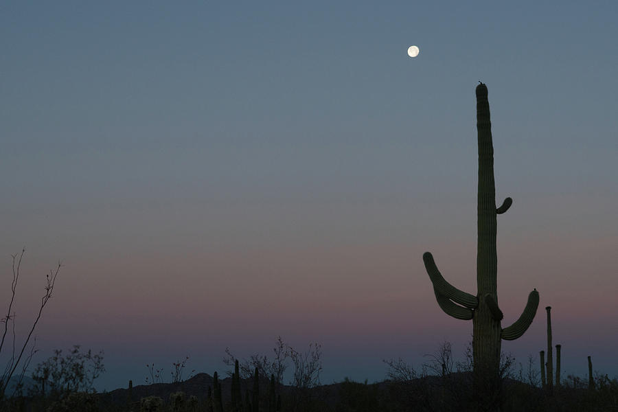 Saguaro Moon Organ Pipe Cactus National Monument Arizona Photograph by Lawrence S Richardson Jr