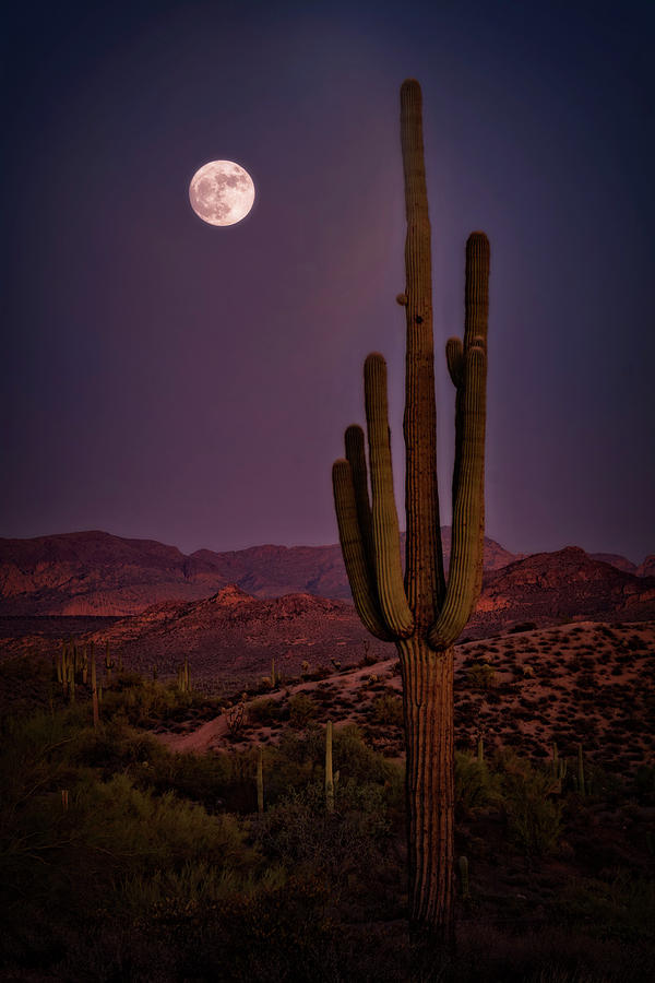Saguaro Moonlight  Photograph by Saija Lehtonen