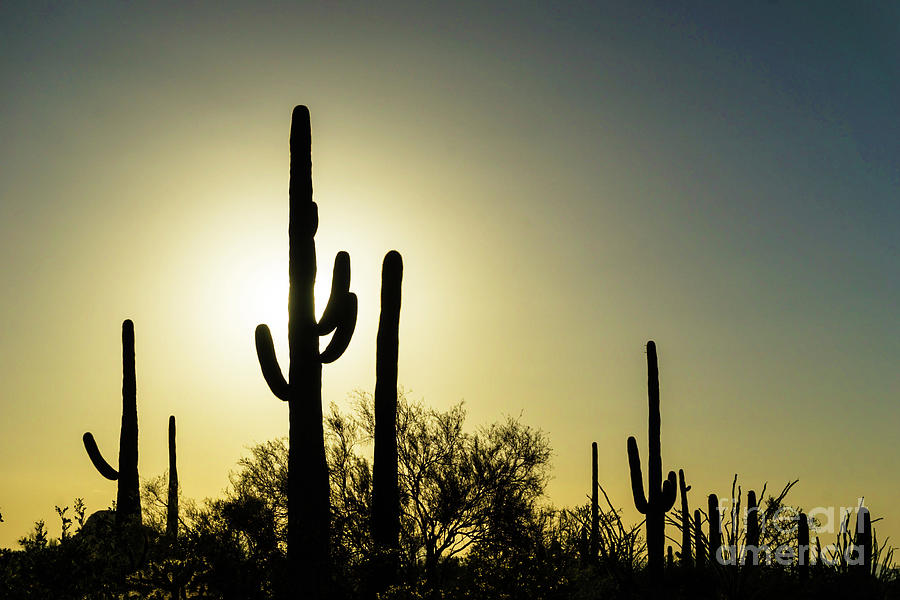 Saguaro Photograph