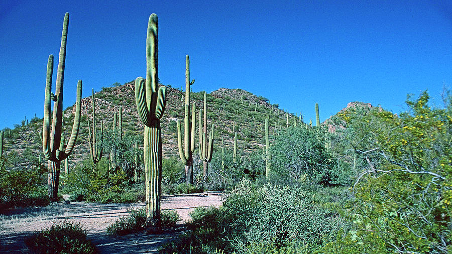 Saguaro National Forest  Photograph by Ira Marcus