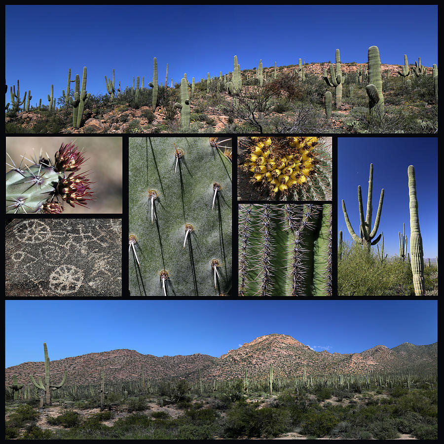Saguaro National Park Black Background Photograph by Mary Bedy
