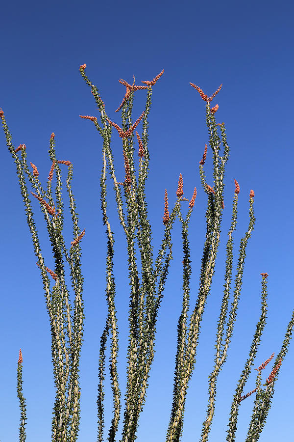 Saguaro National Park Blooms Photograph by Mary Bedy