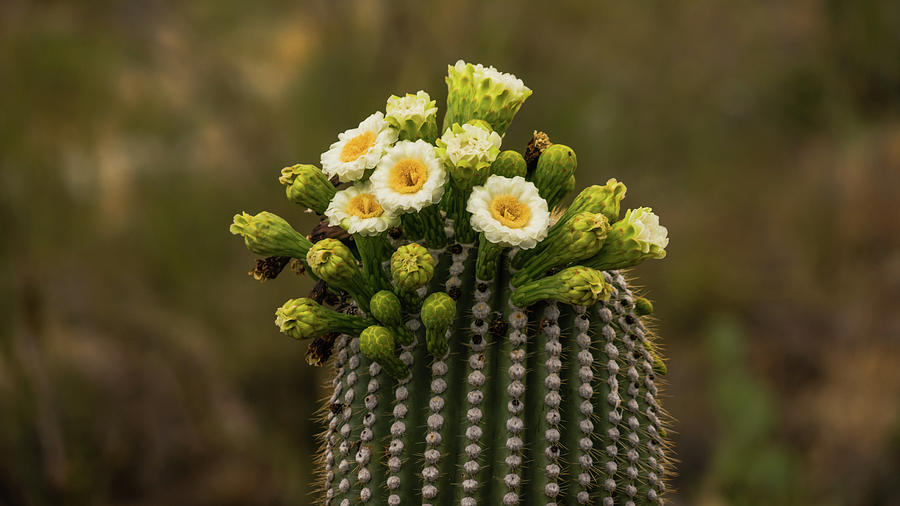 Saguaro National Park Cactus Blooms Photograph by Lawrence S Richardson Jr
