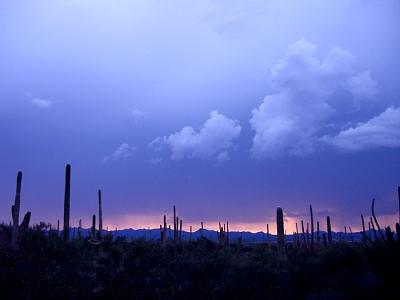 Sunset Photograph - Saguaro National Park by Audrey Kanekoa-Madrid Sunset Photograph - Saguaro National Park by Audrey Kanekoa-Madrid